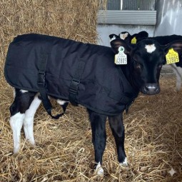 CHAQUETA TERNEROS 70 x 68 CM